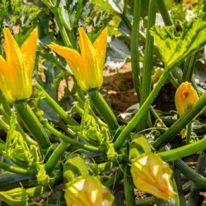 Warum fallen die Zucchini -Blüten ab?