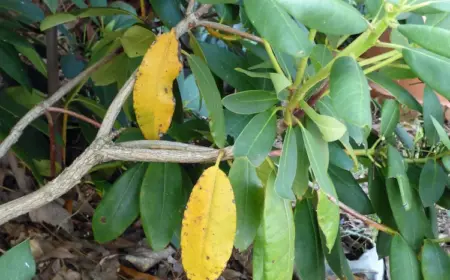 Warum verliert der Rhododendron seine Blätter im Sommer?