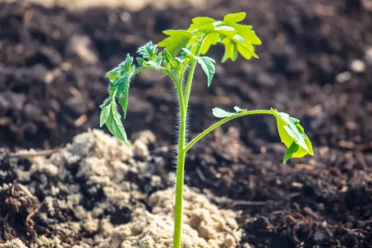 Warum wachsen die Tomaten nicht?