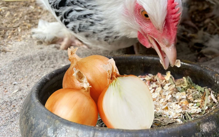 was dürfen hühner nicht fressen ausführliche liste mit schädlichen produkten