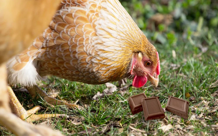was dürfen hühner nicht fressen schokolade