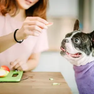 was dürfen hunde nicht essen sind Äpfel gesund für hunde