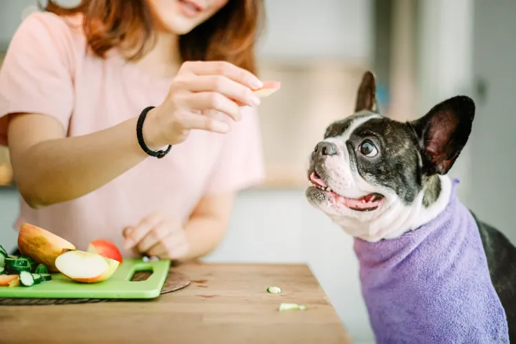 was dürfen hunde nicht essen sind Äpfel gesund für hunde