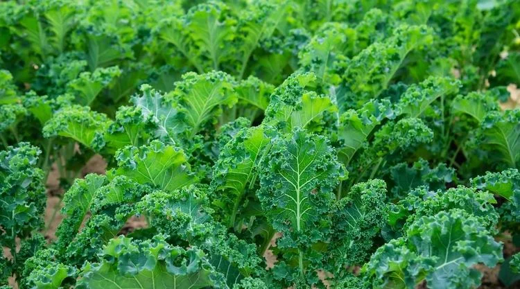 Was kann man im Juli pflanzen? Gemüse-Sorten - Grünkohl