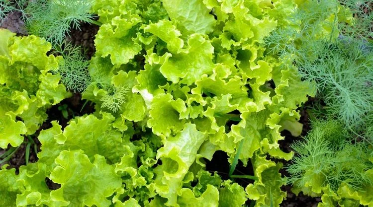 Was kann man im Juli pflanzen? Kopfsalat