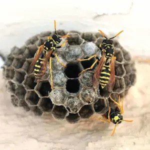 was tun bei wespennest im garten oder im haus wirksame mittel und methoden