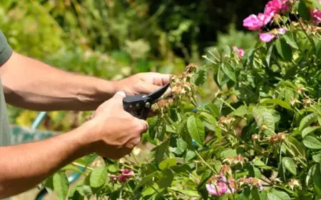 weigelie verblühtes entfernen zweite blüte fördern