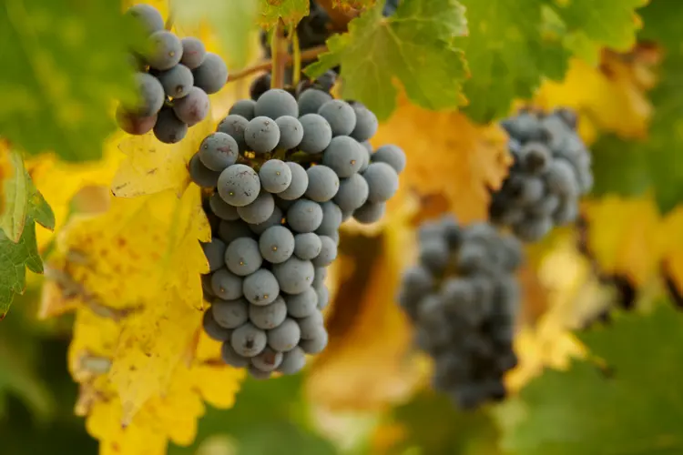 Weinstock im Herbst mit kaliumbetontem Dünger versorgen
