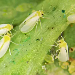 weiße fliege auf kohlrabi bekämpfen auf natürliche weise und mit hausmitteln