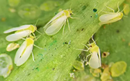 weiße fliege auf kohlrabi bekämpfen auf natürliche weise und mit hausmitteln