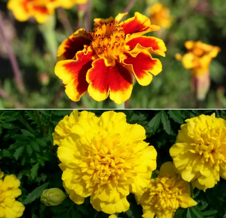 Welche Blumen fürs Grab im Sommer - Studentenblume (Tagetes patula) für Trockenheit und Hitze