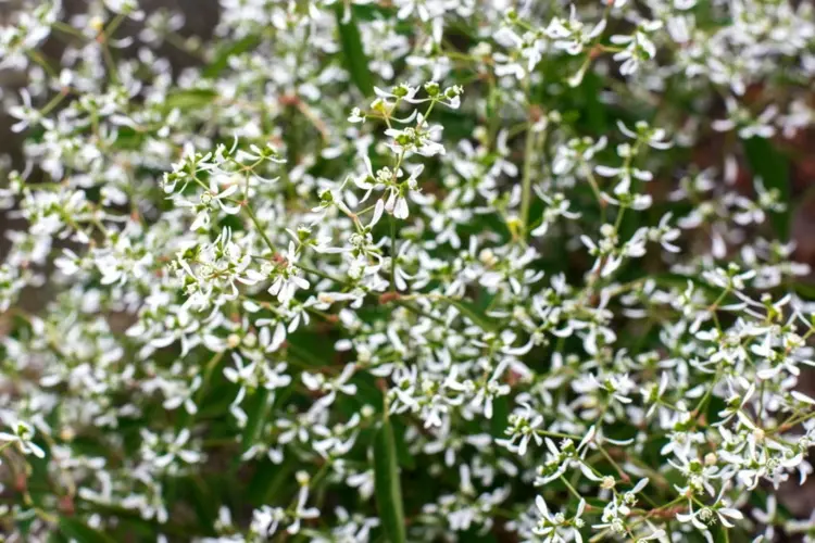 Welche Blumen fürs Grab im Sommer - Zauberschnee (Euphorbia) mit weißen Blüten