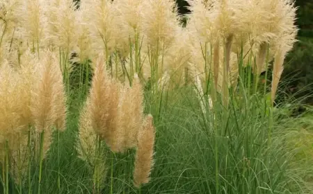 Welche Pflanzen passen zu Pampasgras und worauf Sie achten sollten