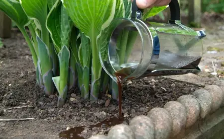 Welche Pflanzen reagieren gut auf Kaffee