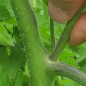 welche seitentriebe bei tomaten entfernen so beschneiden sie die pflanzen richtig