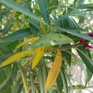 Welche sind die häufigsten Oleander Pflege-Fehler, die eine Vergilbung verursachen?