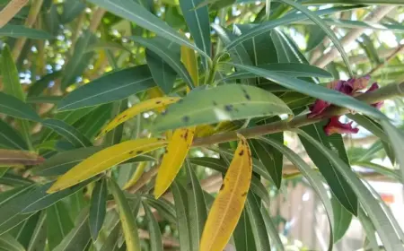 Welche sind die häufigsten Oleander Pflege-Fehler, die eine Vergilbung verursachen?