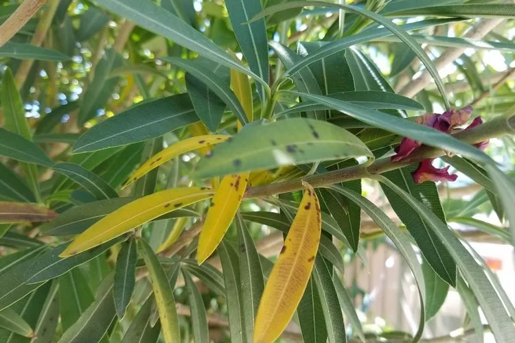 Welche sind die häufigsten Oleander Pflege-Fehler, die eine Vergilbung verursachen?