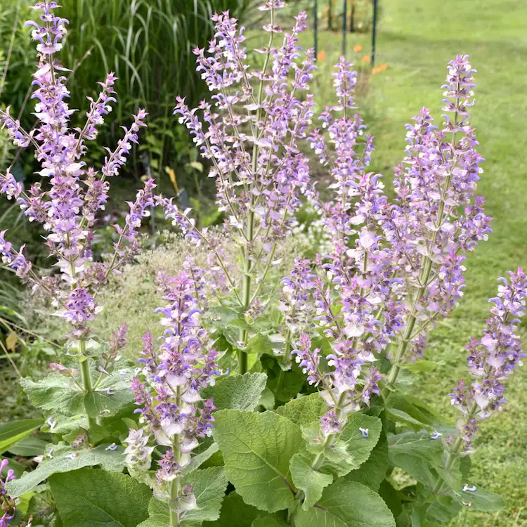 which perennials multiply by themselves clary sage