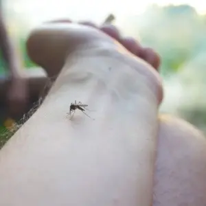 welchen geruch mögen mücken nicht mithilfe dieser natürlichen mittel können sie die insekten fernhalten