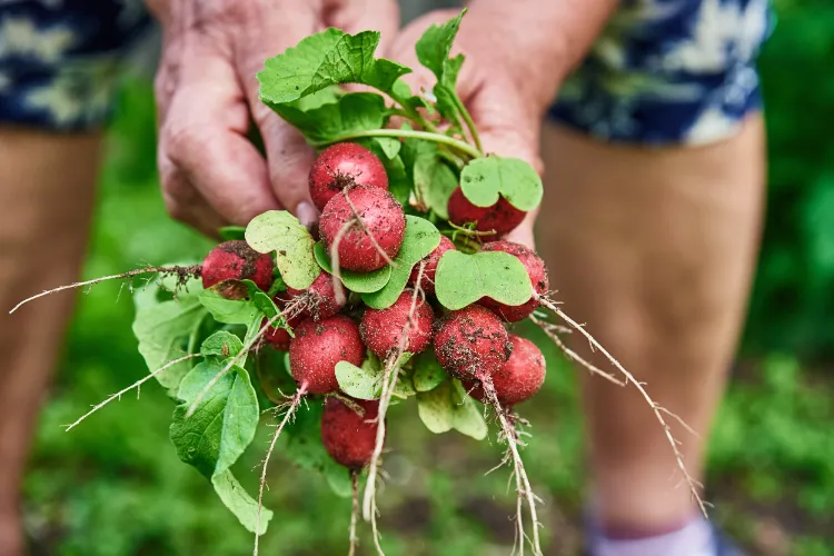what vegetables to plant in june good neighbors radishes