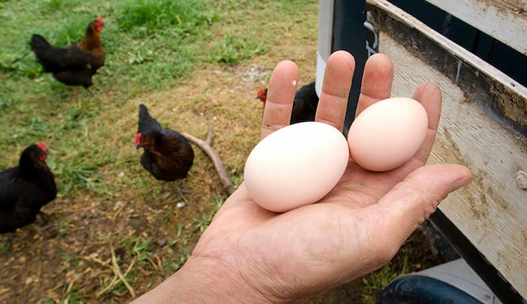 wenn hühner beginnen, eier zu legen, bevorzugen sie mindestens 16 stunden licht