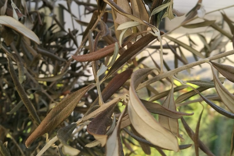 Olivenbaum hat gelbe Blätter und sie fallen ab 5 PflegeFehler