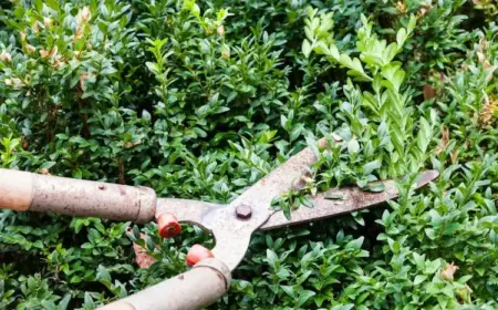 wie buchsbaum schneiden wegen befall und welche natürlichen maßnahmen retten die pflanze