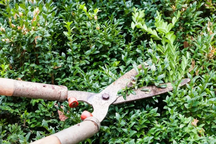 wie buchsbaum schneiden wegen befall und welche natürlichen maßnahmen retten die pflanze