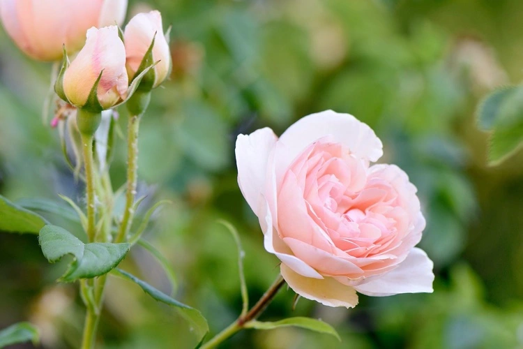 Wie kann man Rosen durch Veredelung vermehren