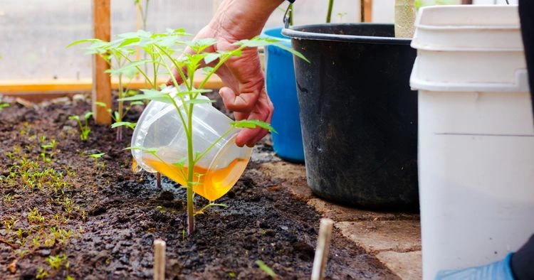 Wie man Pflanzen richtig mit Komposttee düngen kann