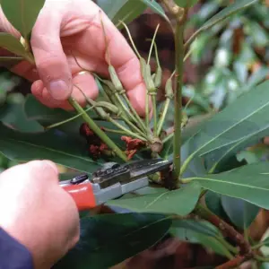 wie man rhododendron nach der blüte schneidet