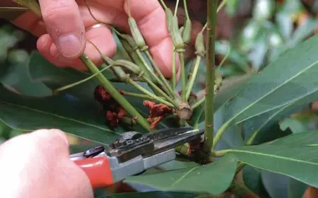 wie man rhododendron nach der blüte schneidet