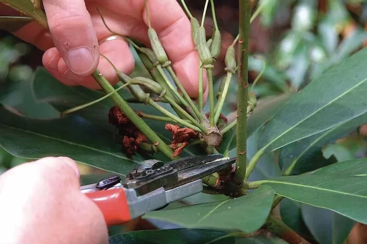 wie man rhododendron nach der blüte schneidet