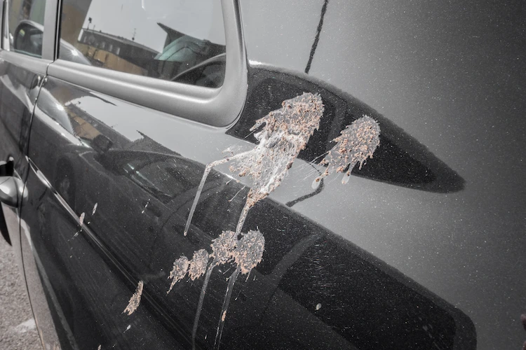 wie nach einfachen reinigungsmethoden vogelkot vom auto entfernen kann