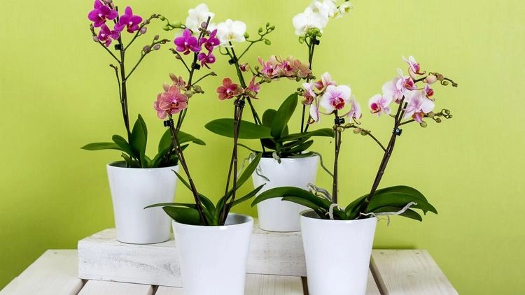 Wie oft Orchideen düngen im Sommer?