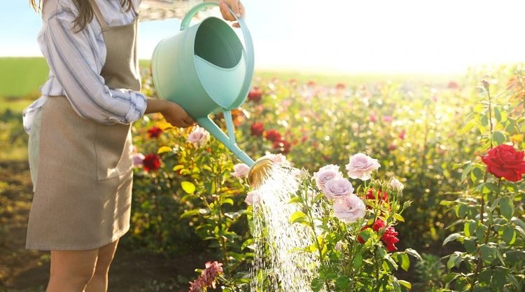 Wie oft sollen Rosen bewässert werden?