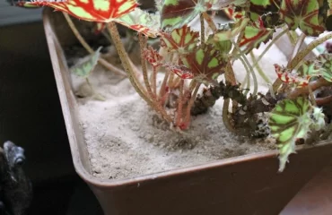 Wie Sand gegen Trauermücken bei Zimmerpflanzen anwenden