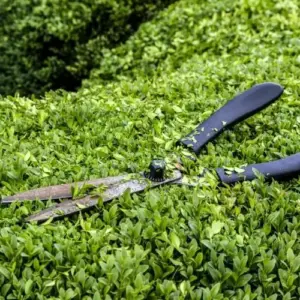 Wie soll man eine Ligusterhecke im Sommer schneiden?