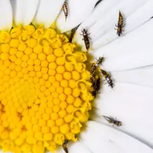 wirksame hausmittel gegen thripse im garten und haus