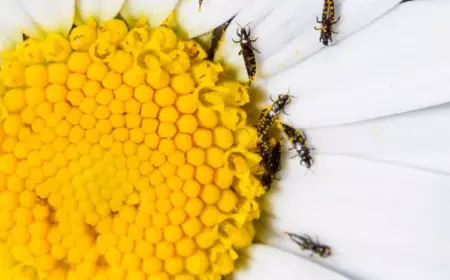 wirksame hausmittel gegen thripse im garten und haus