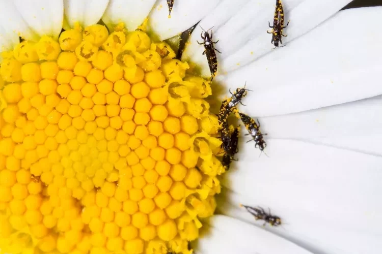 wirksame hausmittel gegen thripse im garten und haus