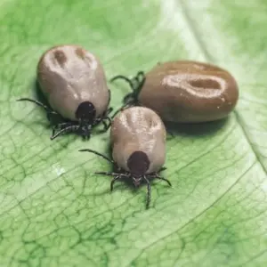 zecken im garten vertreiben sofort wirkende natürliche maßnahmen und hausmittel