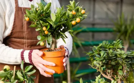 zitruspflanzen umtopfen schritt für schritt anleitung und wichtige pflegetipps