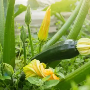 Zucchini anbauen - Fehler, die Sie unbedingt vermeiden sollten