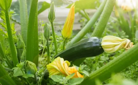 Zucchini anbauen - Fehler, die Sie unbedingt vermeiden sollten