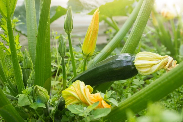 Zucchini anbauen - Fehler, die Sie unbedingt vermeiden sollten