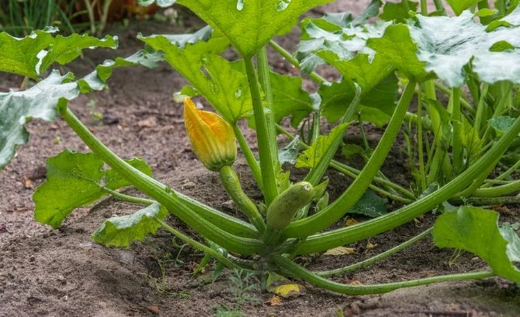 Zucchini anbauen - Fehler ist, wenn der Standort im Schatten liegt