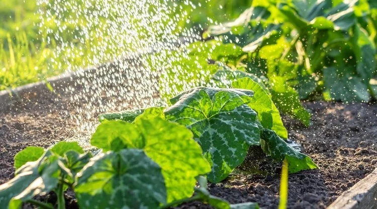 Zucchini anbauen - Fehler zu vermeiden ist falsche Bewässerung