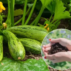 Zucchini düngen natürlich mit Kaffeesatz und Brennnesseln